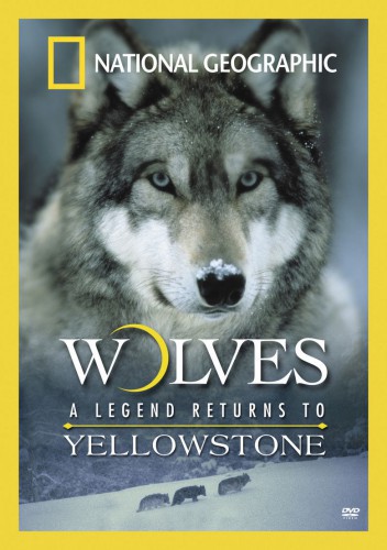 poster Wolves: A Legend Returns to Yellowstone&nbsp;&nbsp;(2000)